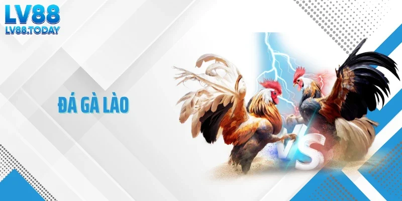Đá Gà Lào - Những Trường Gà Mang Màu Sắc Bản Địa